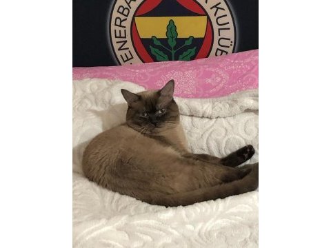 Kedimize güvenilir yuva arıyoruz