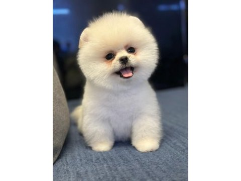 Pomeranian boo yavrularımız