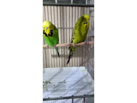 Jumbo takım yavru vermiş garantili kuşumuz