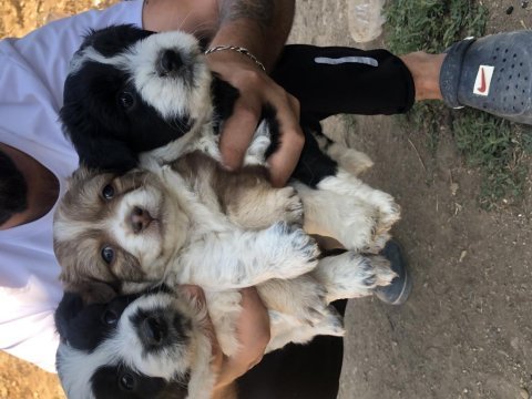 Maltese border collie yavrularım yeni sahiplerini bekliyor