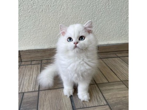 Asil yakışıklı british longhair oğlumuz