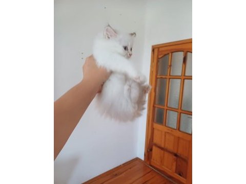 2.5 aylık british longhair kaliteli bebekler