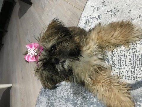 Shih tzu dişi 3 buçuk aylık