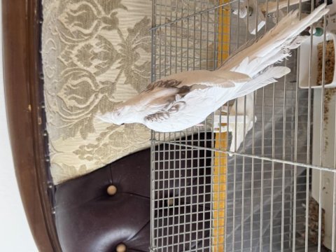 2.5 aylık kiremit rengi heavy sultan papağanı ısırmaz