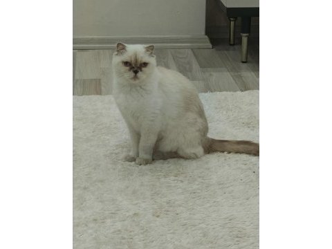 Beyaz scottish fold prenses