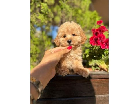 Orjinal güler yüzlü maltipoo yavrum