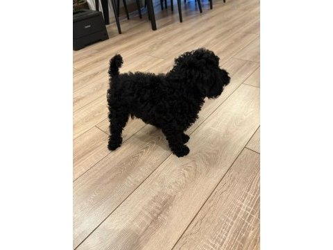 Toy poodle 2 aylık erkek çok akıllı wc eğitimli