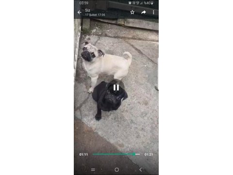 Orjinal sıfır burun ve kuyruk dişi ve erkek pug