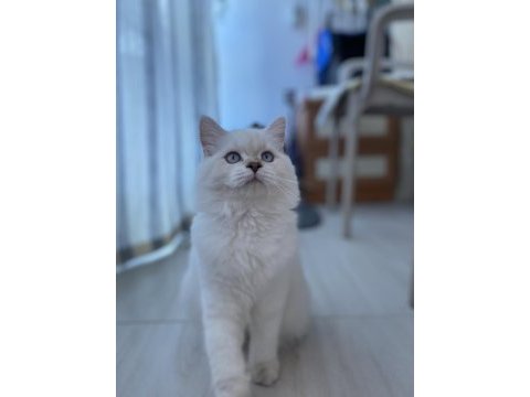 5 aylık british longhair dişi kedimiz