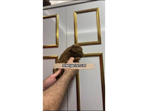 Sevimli ırk toy poodle