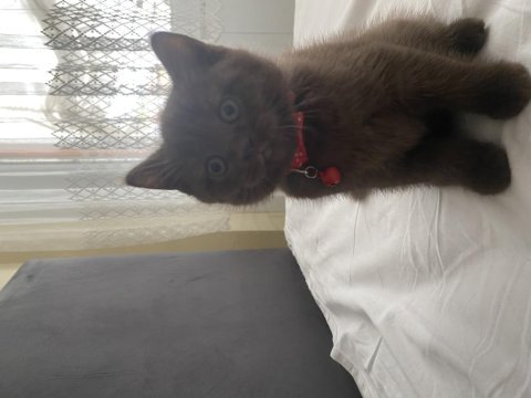 British shorthair çikolata point