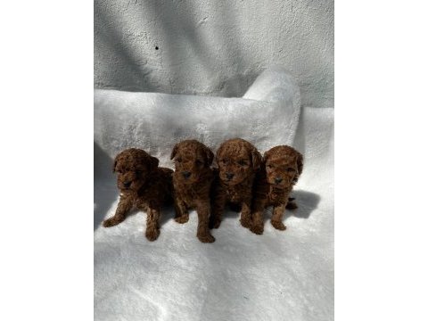 Ruhsatlı poodle evinden erkek dişi yavrularımız 