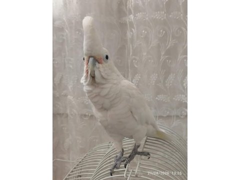 Full evcil kakadu papağanı