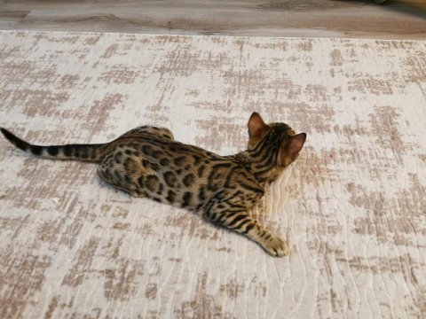 Bengal kedisi yavrularımız