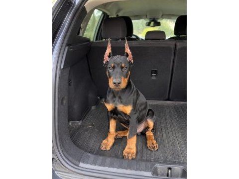 Vakur duruşun anlamı olan estetikli yavru köpekler