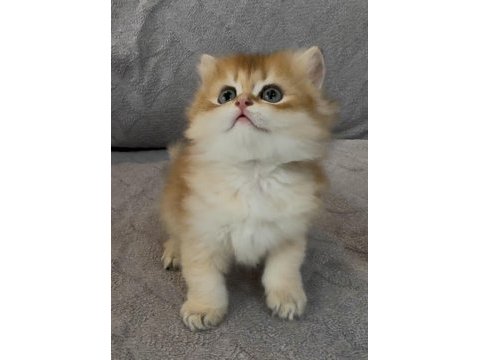Yakışıklı safkan bir golden british longhair prens