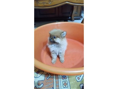 2 aylık erkek pomeranian boo yavru