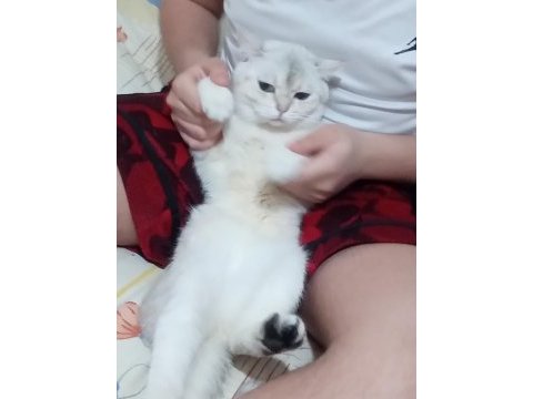 British shorthair 2 yaşında