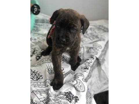 Çok özel renk, uygun ve kaliteli ırk garantili cane corso