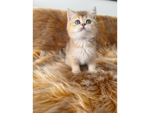 Golden british shorthair