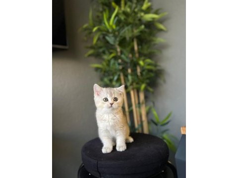 Sevimli british shorthair yavrularımız 