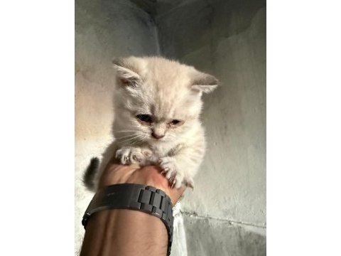 Anne baba saf çok güzel yavrular