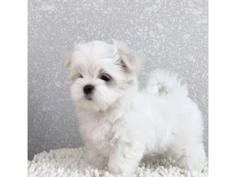 Eşsiz güzellikte safkan maltese yavrularımız