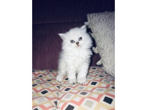 Scottish fold ve british