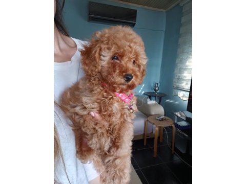 Toy poodle yavrular