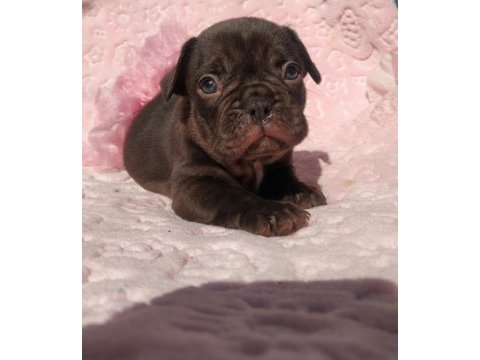 Choco and tan ve choco çikolata tadında french bulldog