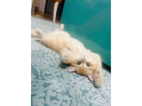 British golden shorthair ny12 kızım