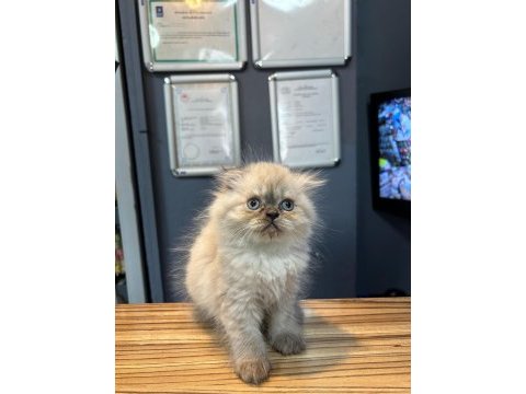 Harika british longhair yavrular