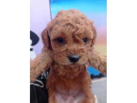 Anne altından toy poodle bebekler