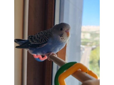 Yavru erkek parçalı muhabbet kuşu