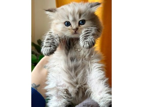 British longhair erkek
