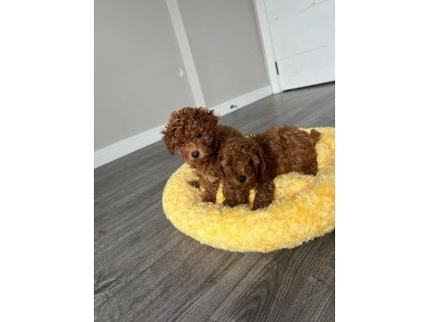 Sağlık garantili sevimli tam toy poodle yavrularımız