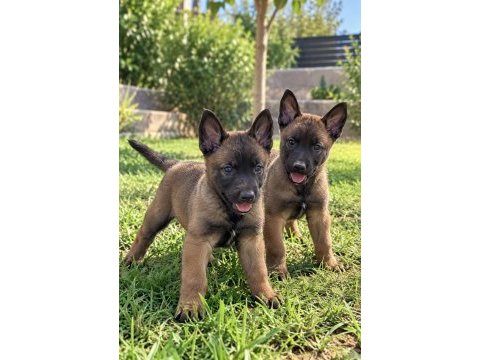     maskeli belçika malinois yavruları