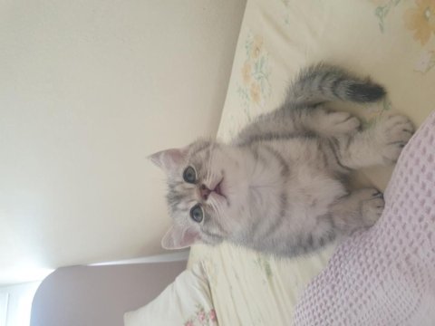 British shorthair