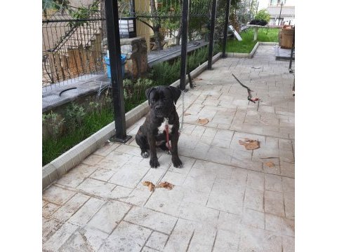 Fcı/kıf secereli 8 aylık diş cane corso