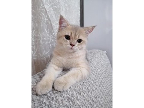 6-12 aylık british shorthair