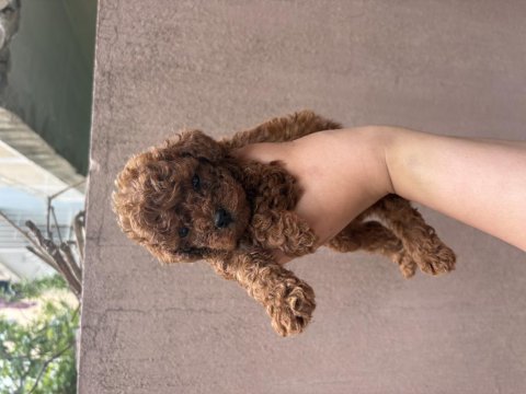 Kore kan poodle erkek bebek