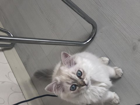 British longhair 5 aylık