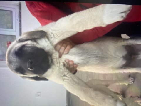 Satılık kangal 6 aylık
