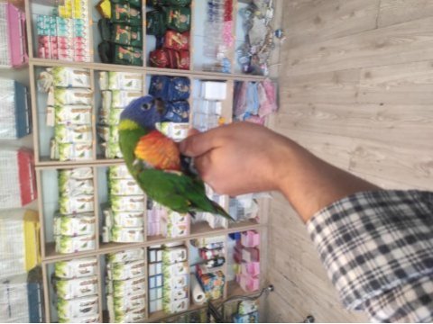 El besleme rainbow lori papağanlarımız gelmiştir