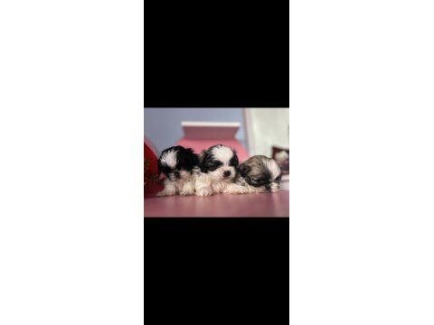 Mini mini shih tzu yavrular sizi bekliyor