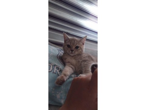 British shorthair kedimiz