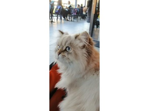 British longhair kedimiz