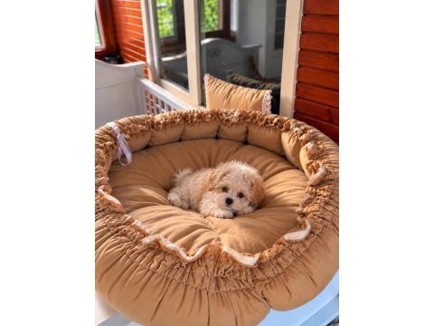 Üst kalite maltipoo bebeklerimiz 
