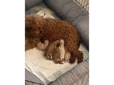 Teacup maltipoo yavrular