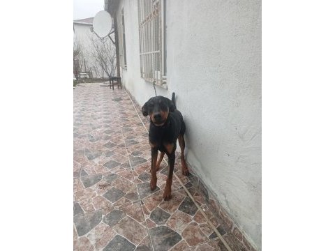 10 aylik dişi doberman